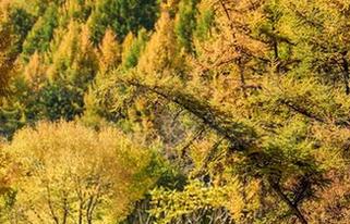 aiss - 欣杨的最新写真，和服、茶道，果然宅文化总能给人满满的想象空间。